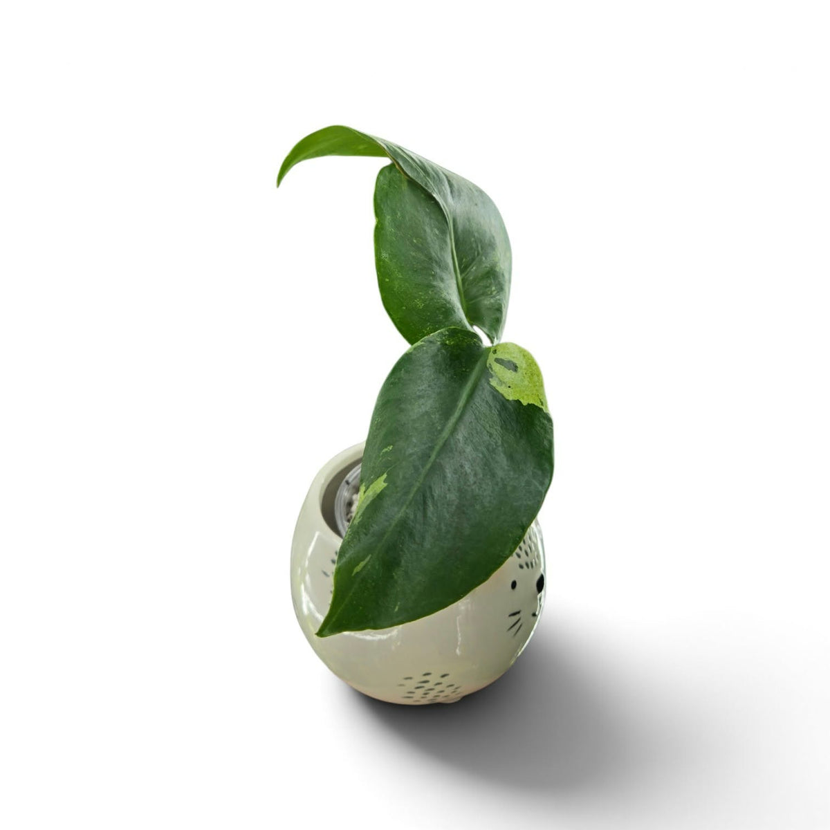 Monstera Delisiosa ocean mint
