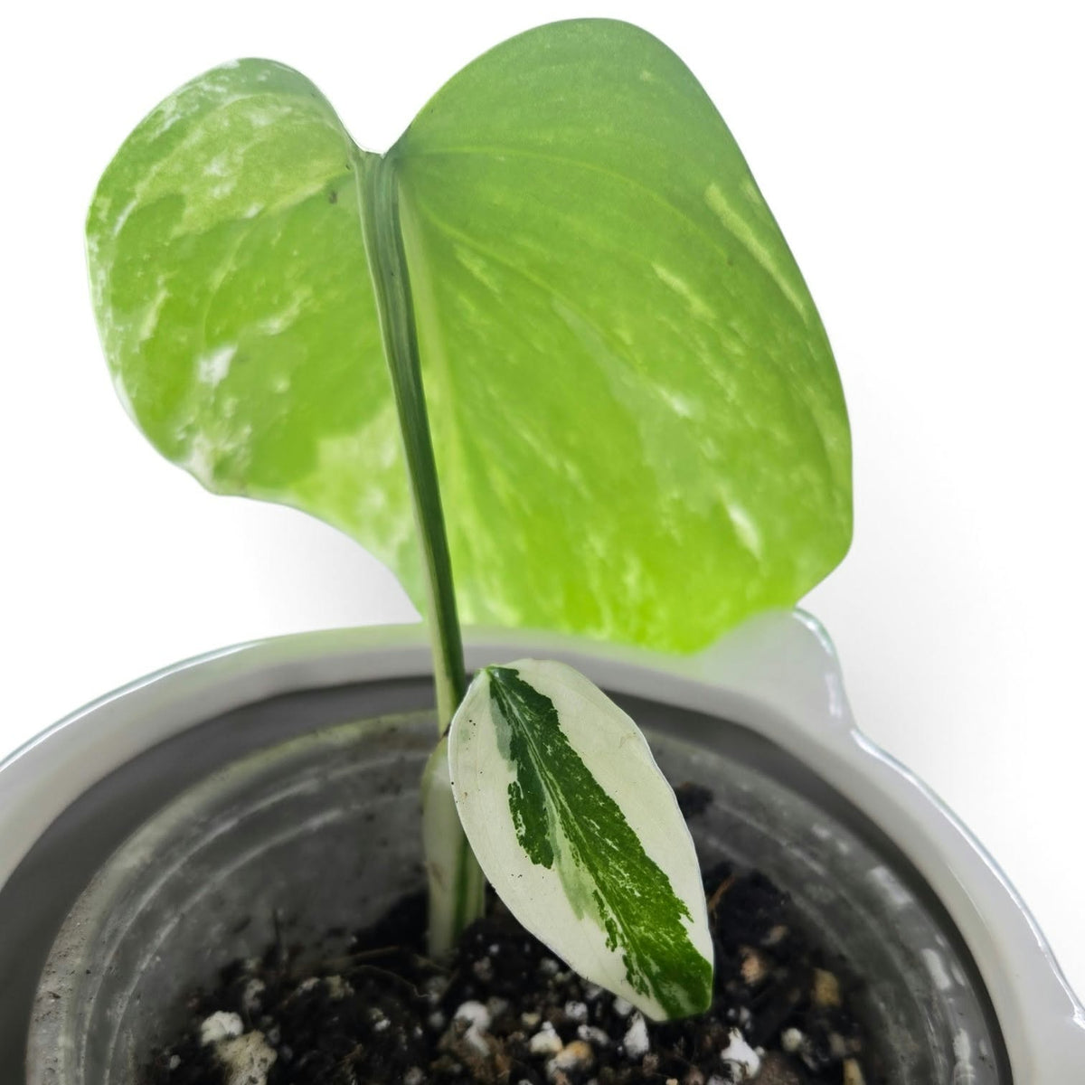 Monstera Borsigiana Albo