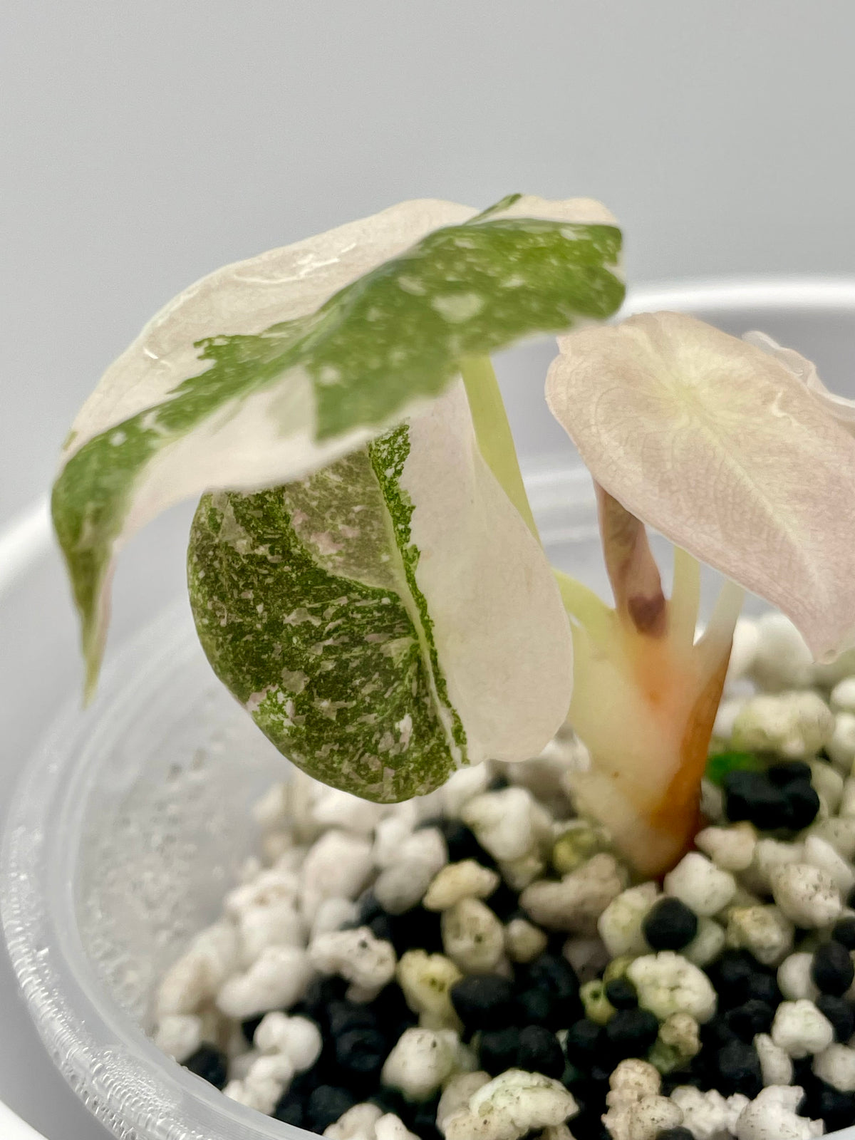 Alocasia Cuprea Pink Var. TC 01