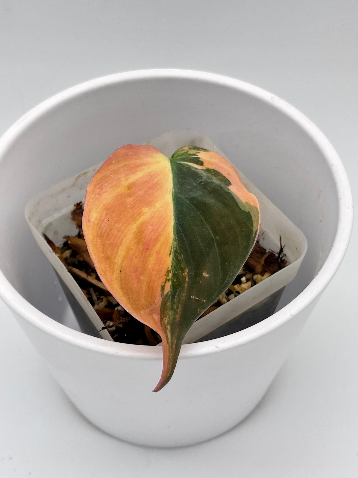 Philodendron Micans Var. 01