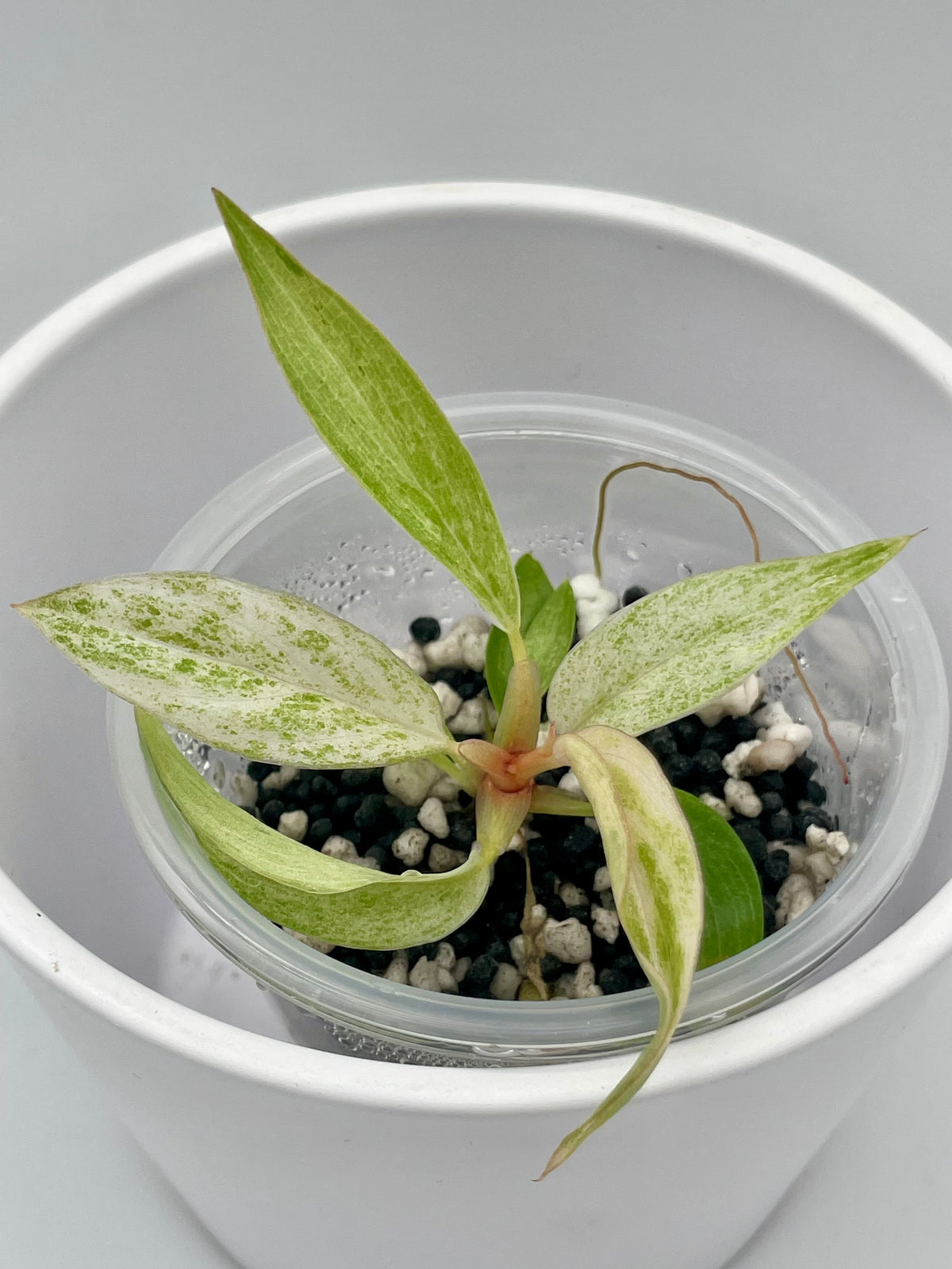Philodendron Strawberry Caramel Var. TC 01
