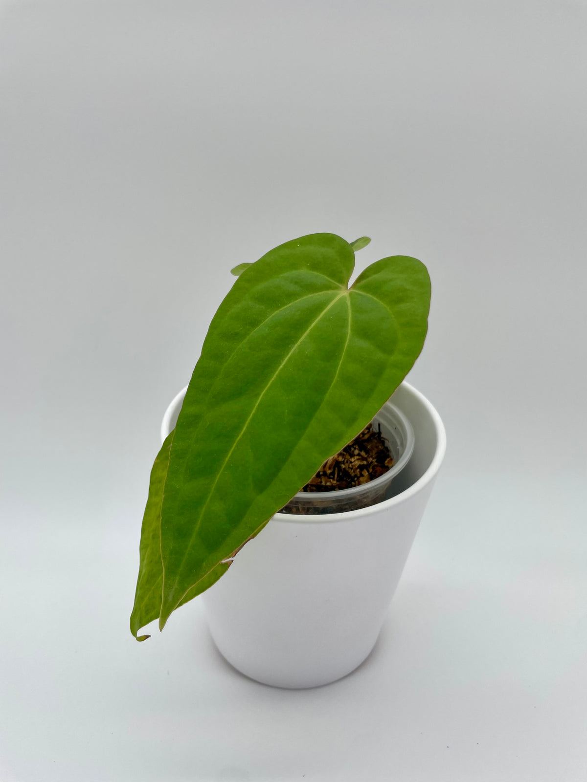 Anthurium Magnificum x Dresslerii