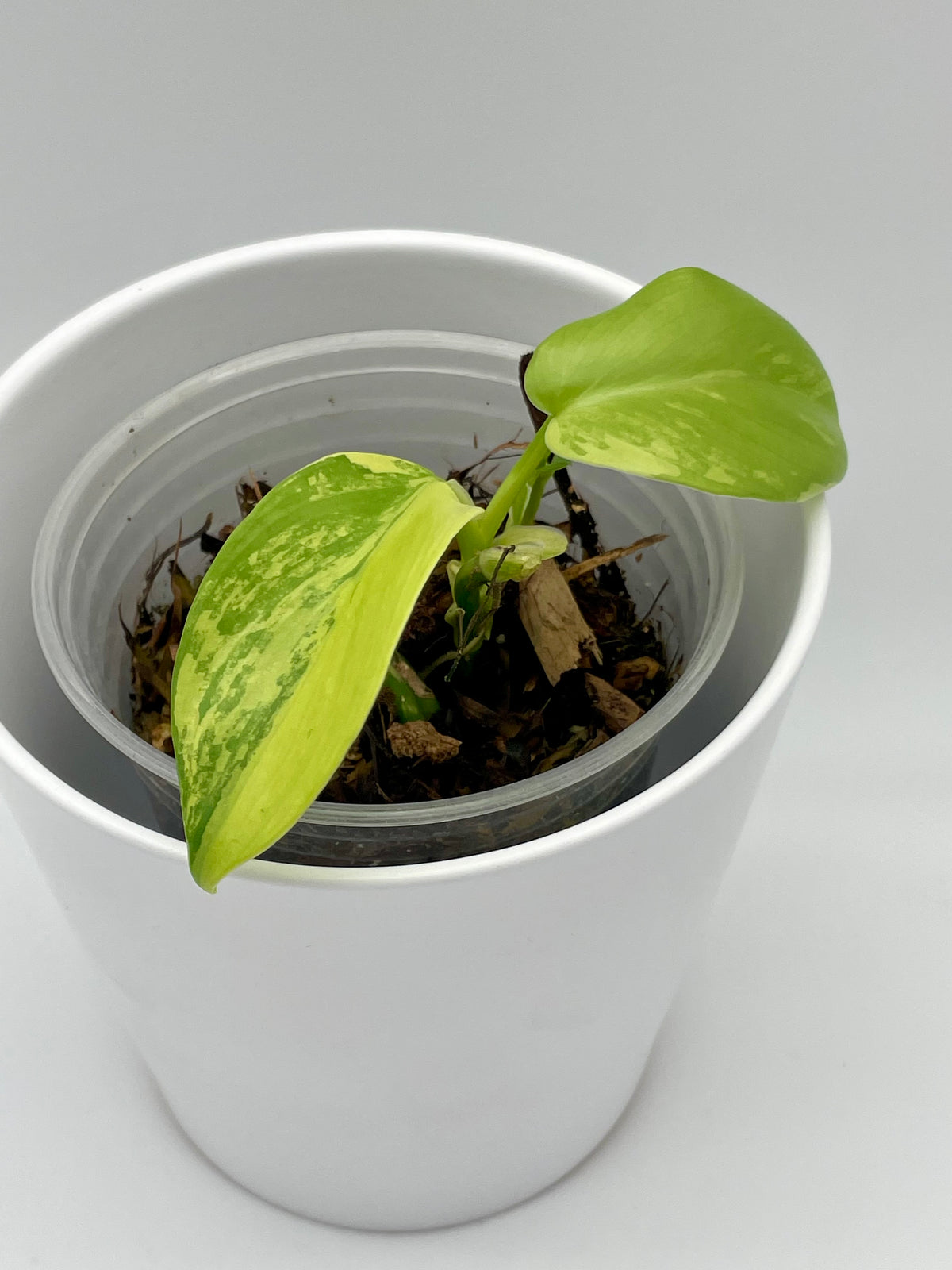 Philodendron Violin Var.