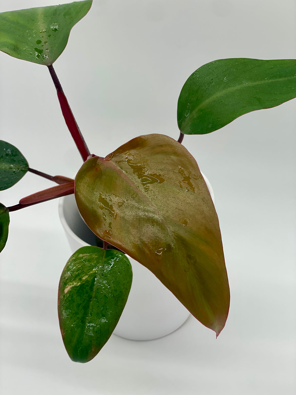 Philodendron Strawberry Shake (revert)