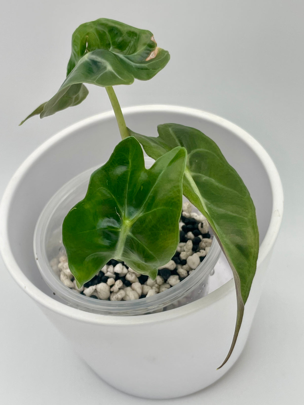 Alocasia Venom TC 02