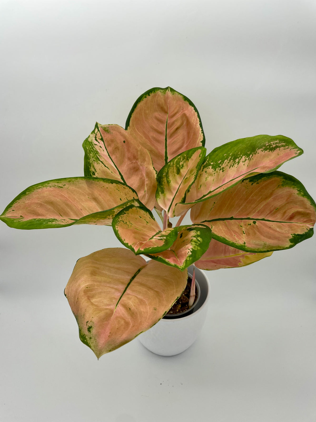 Aglaonema Starbuck