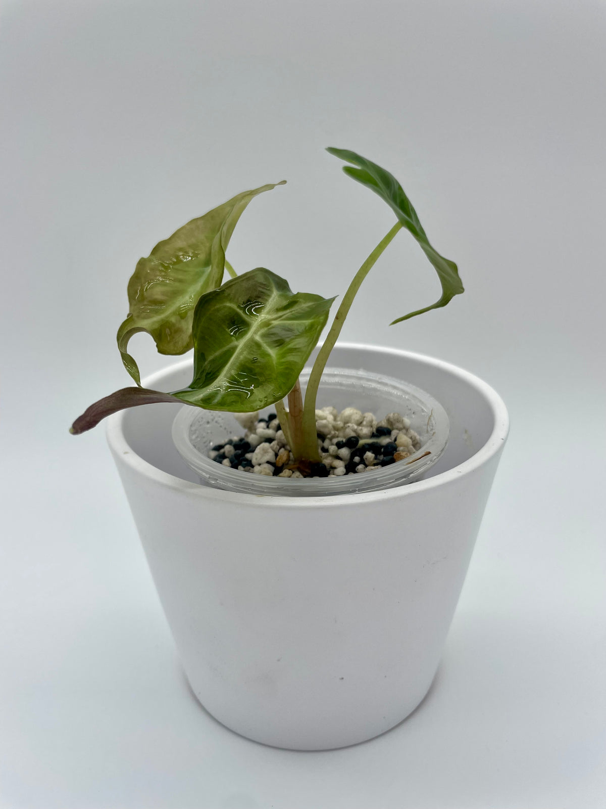Alocasia Venom TC