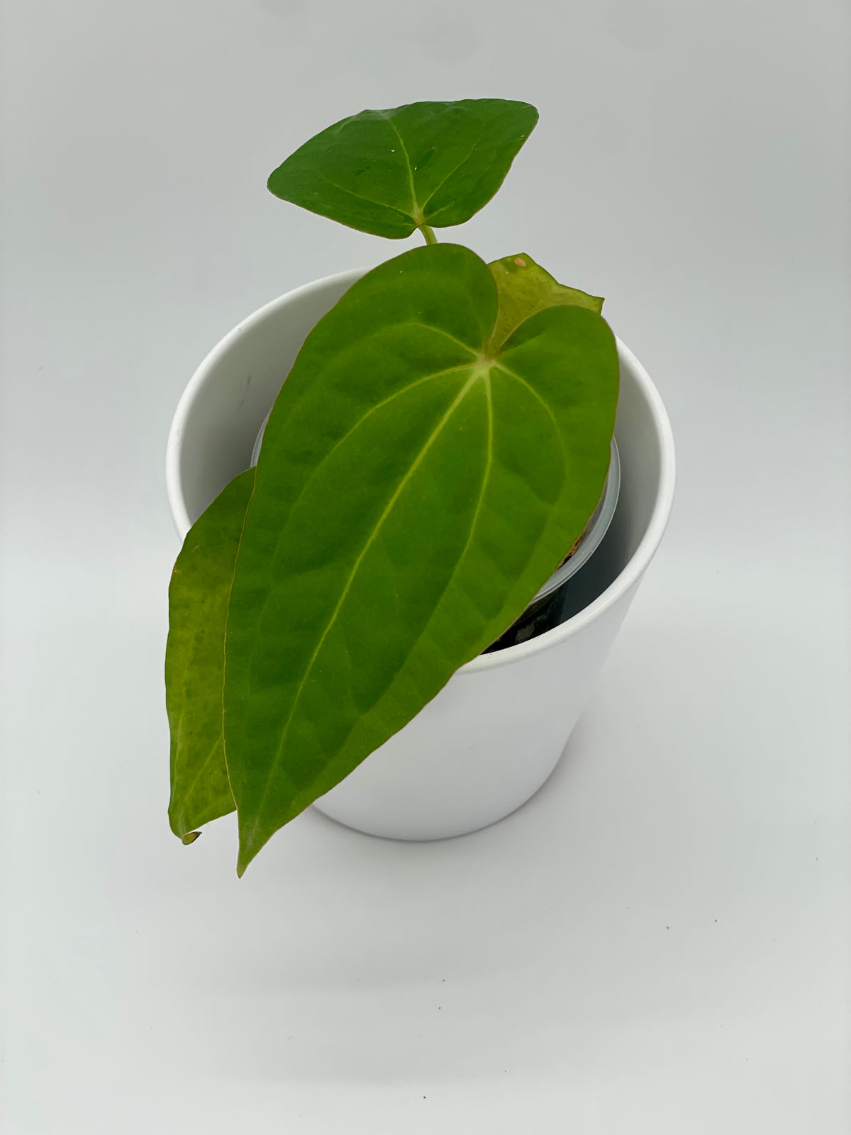 Anthurium Magnificum x Dresslerii