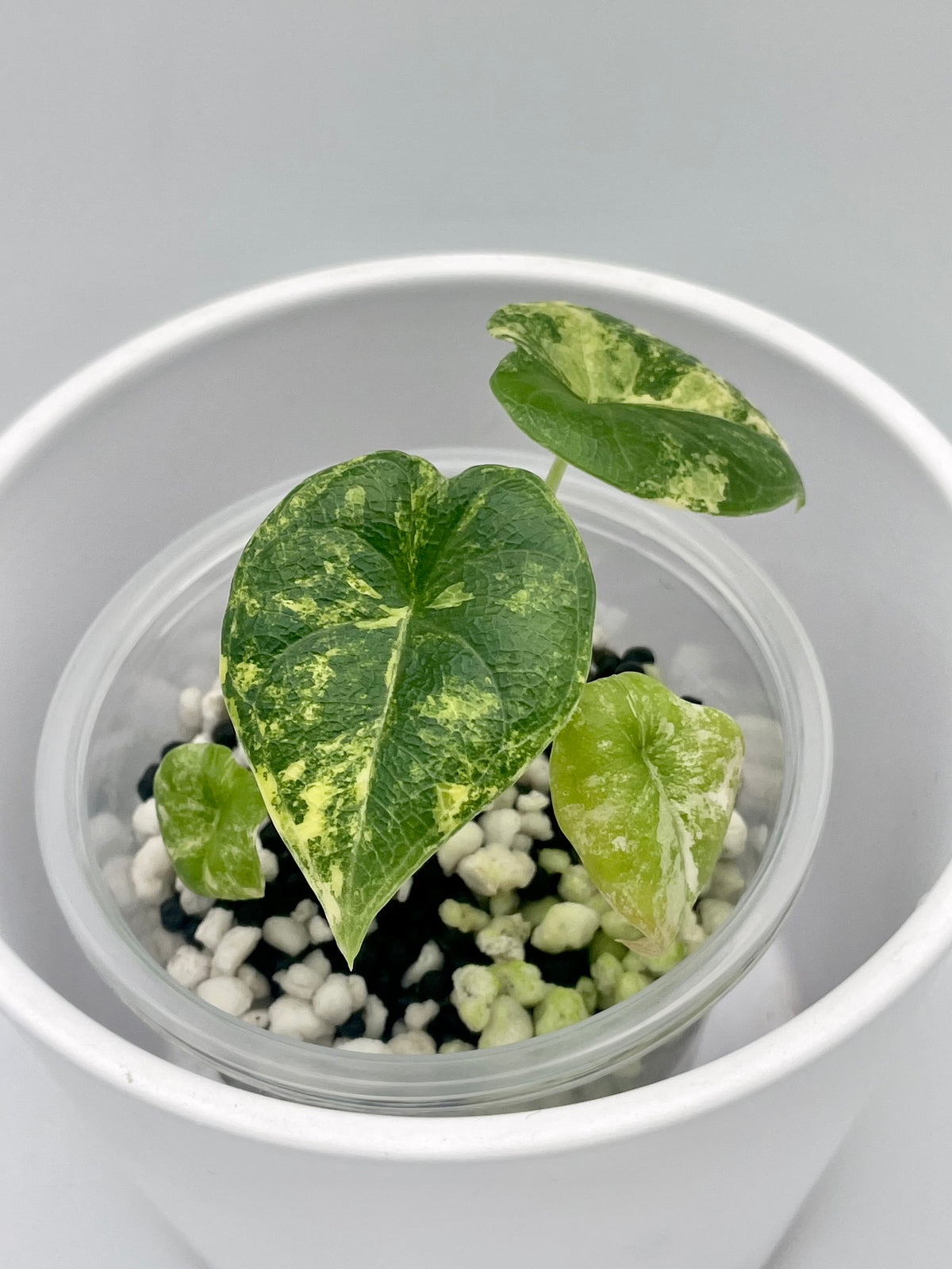 Alocasia Melo Aurea Var. TC