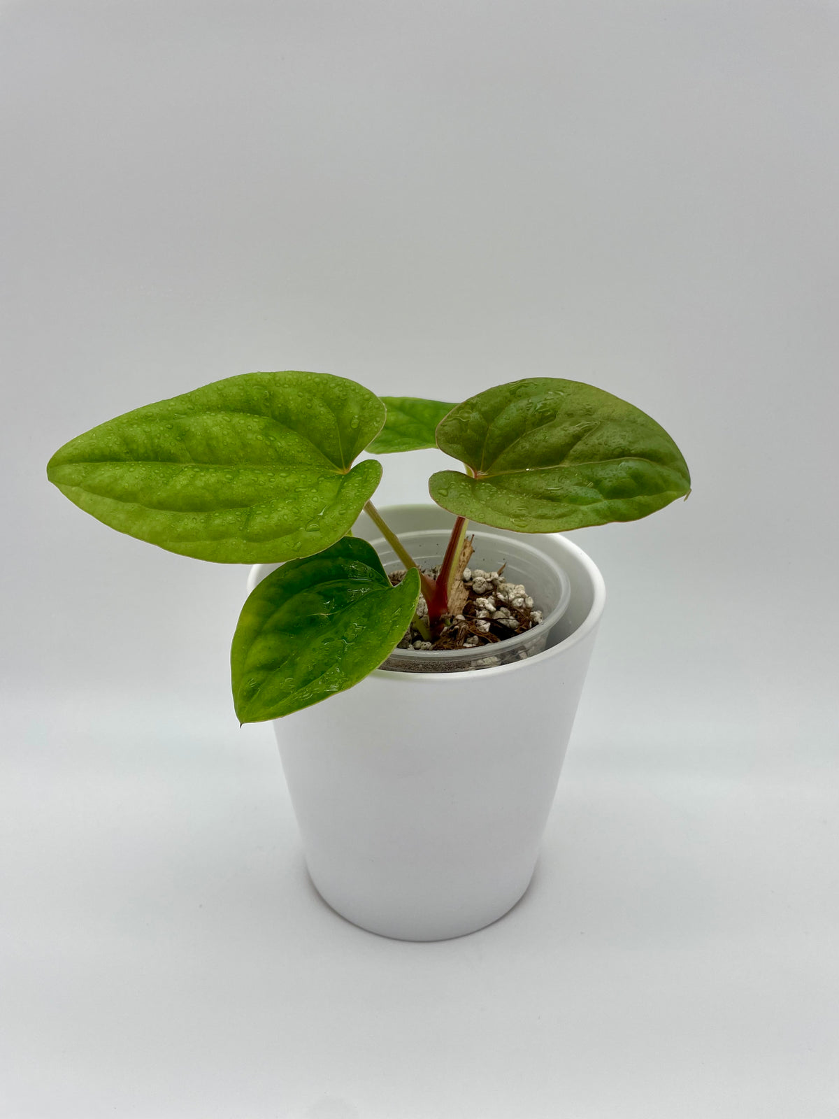 Anthurium Hybrid Dressleri x Luxurians 01