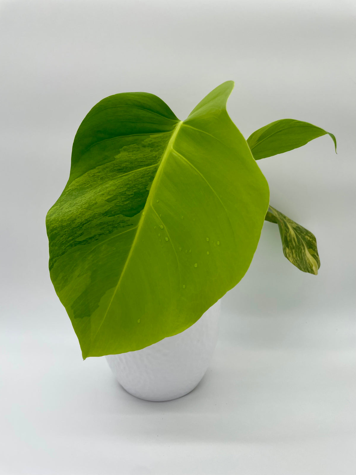 Monstera Aurea Var.