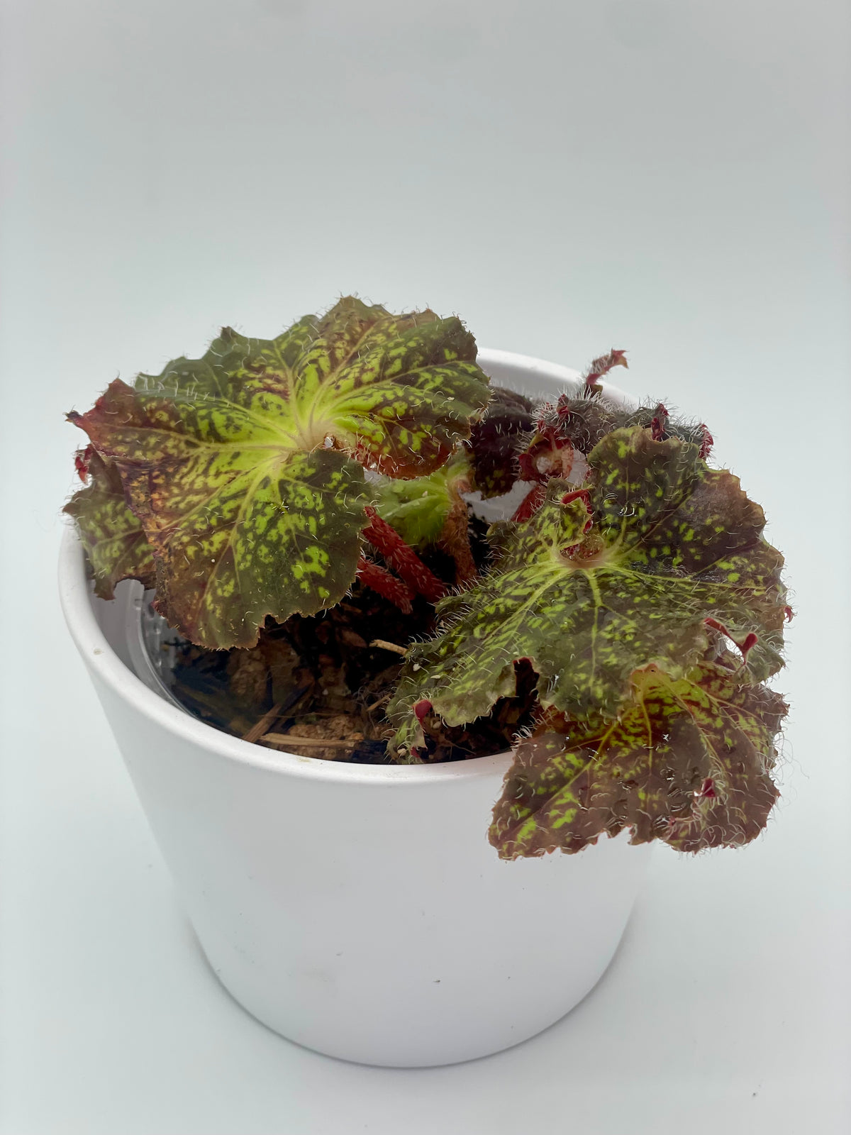 Begonia Hybrid