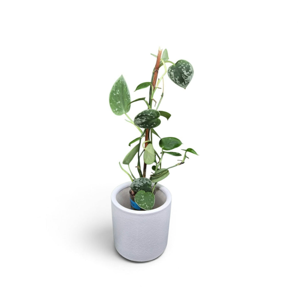 Scindapsus Pictus Silvery-ann