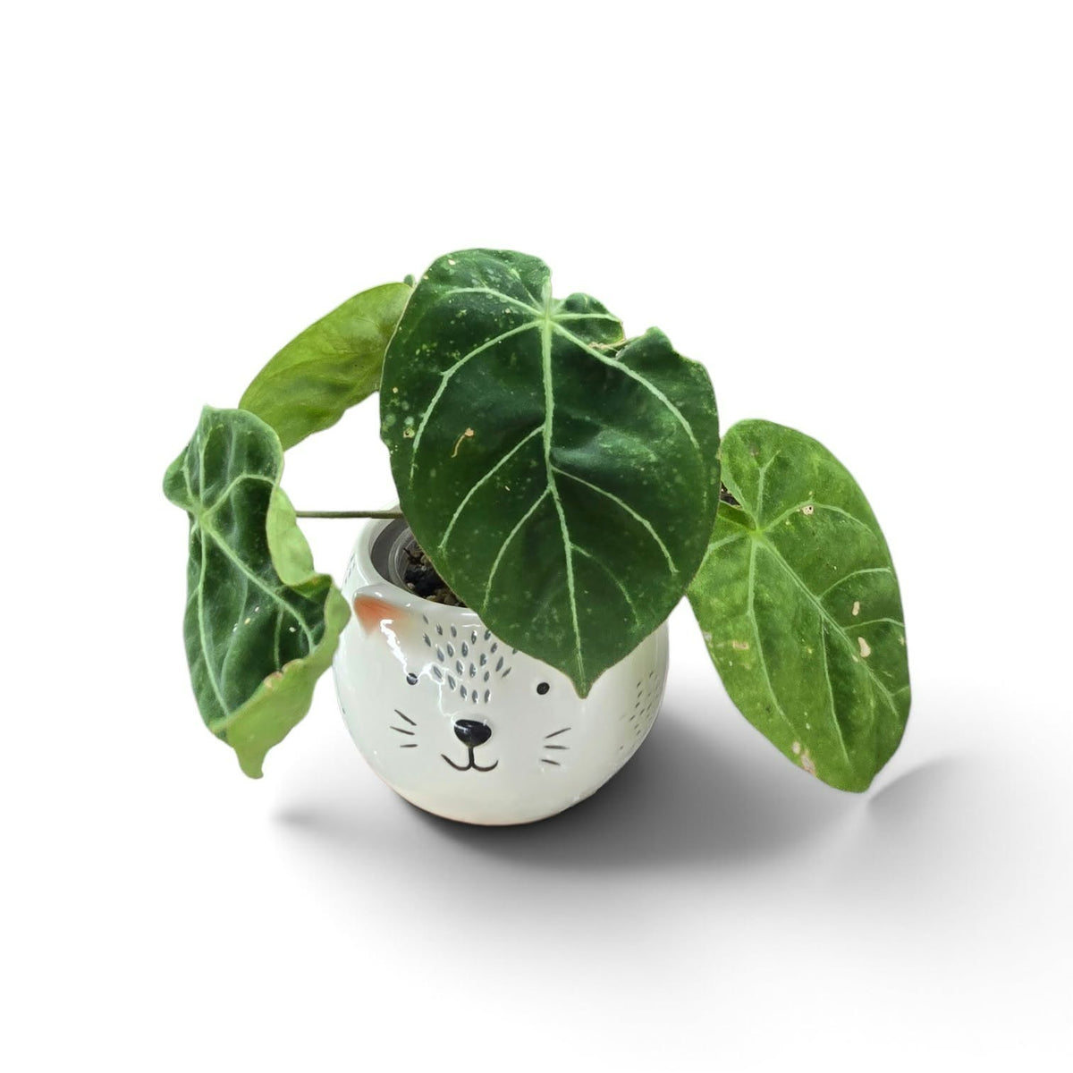 Anthurium Magnificum X Forgettii