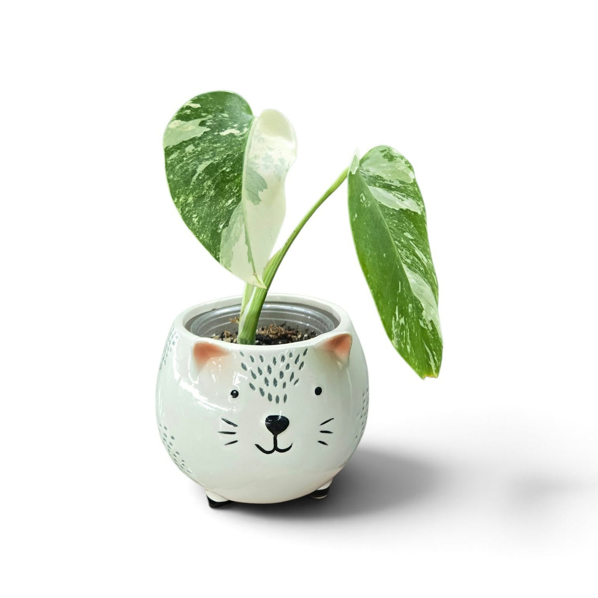 Monstera Borsigiana Albo