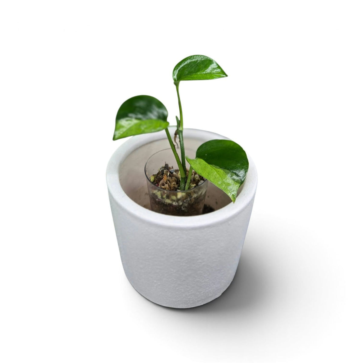 Epipremnum pinatum phuket