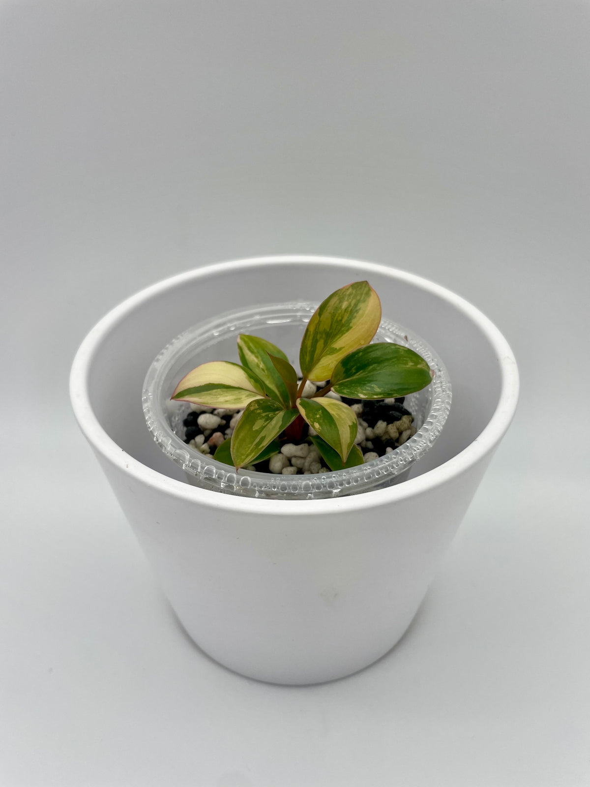 Philodendron Red Congo TC 03