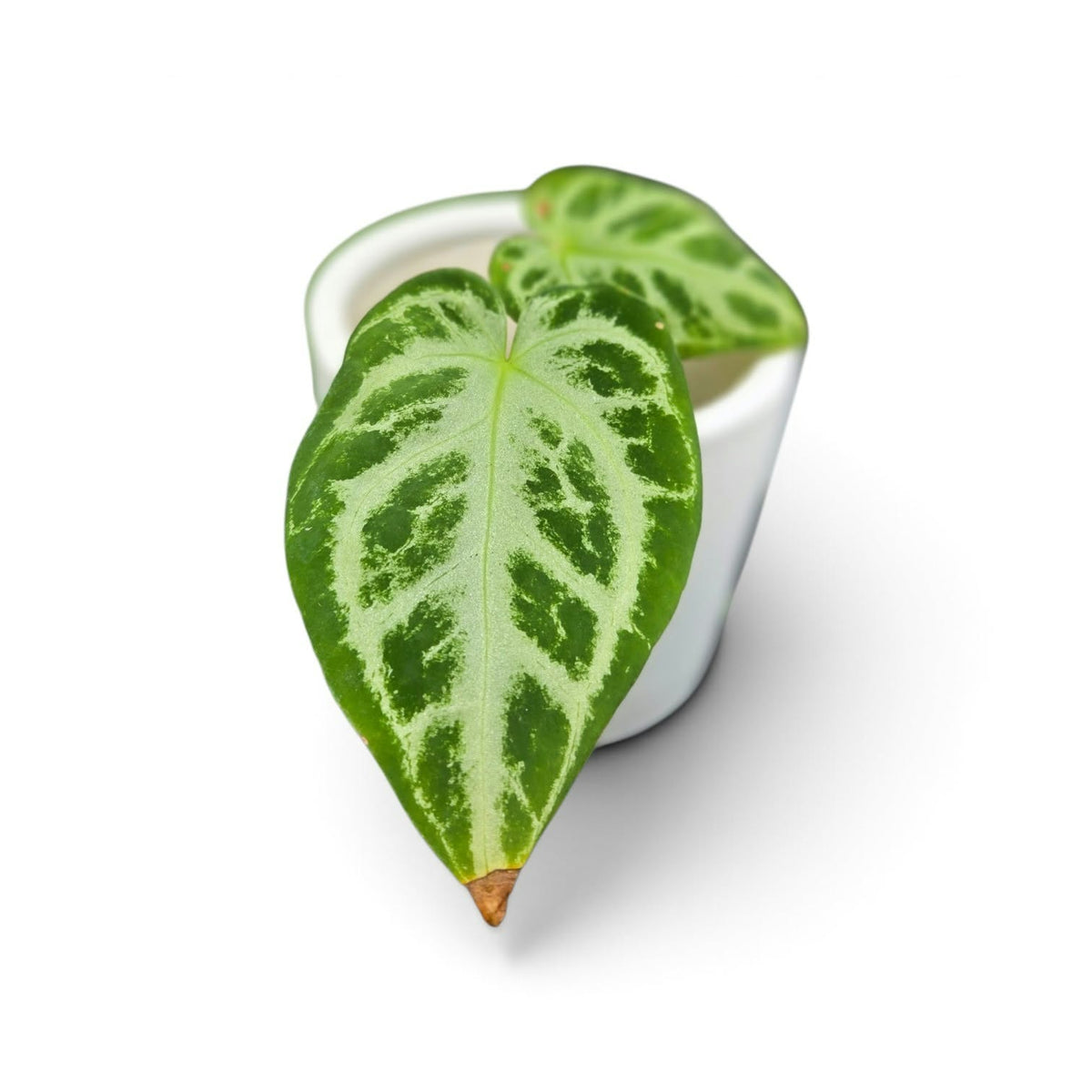 Anthurium Doroyaki X Silver Blush
