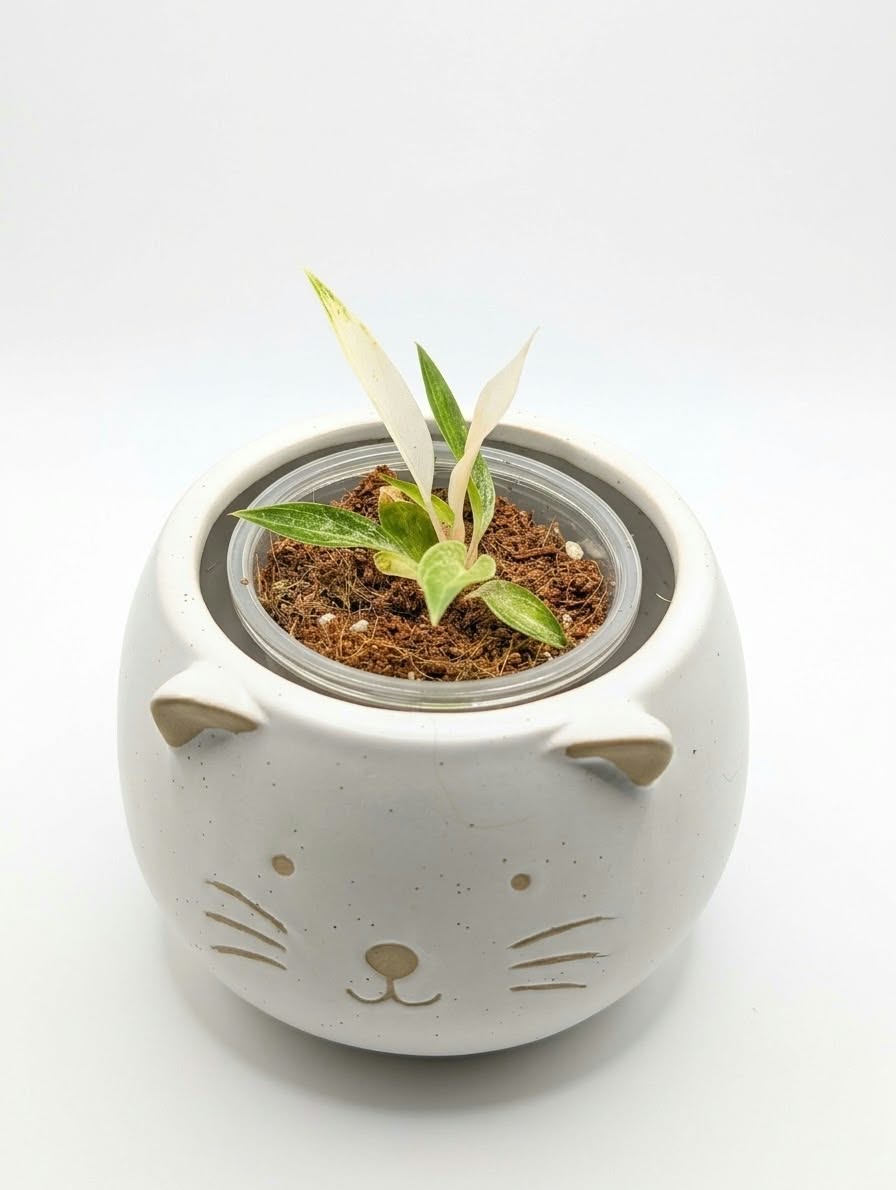 Philodendron Strawberry Caramel Var. TC