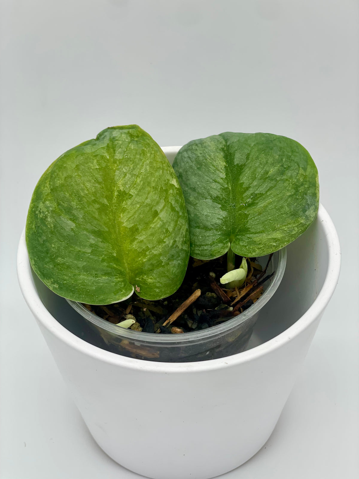 Scindapsus Silver Splash