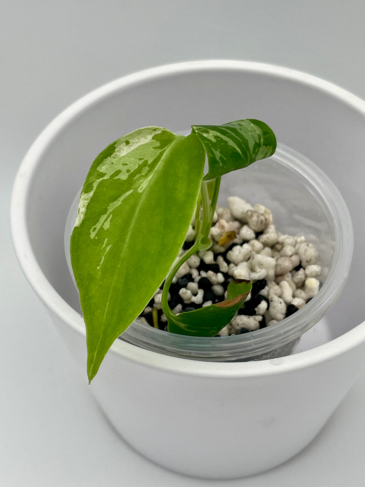 Monstera Bulbasaur TC