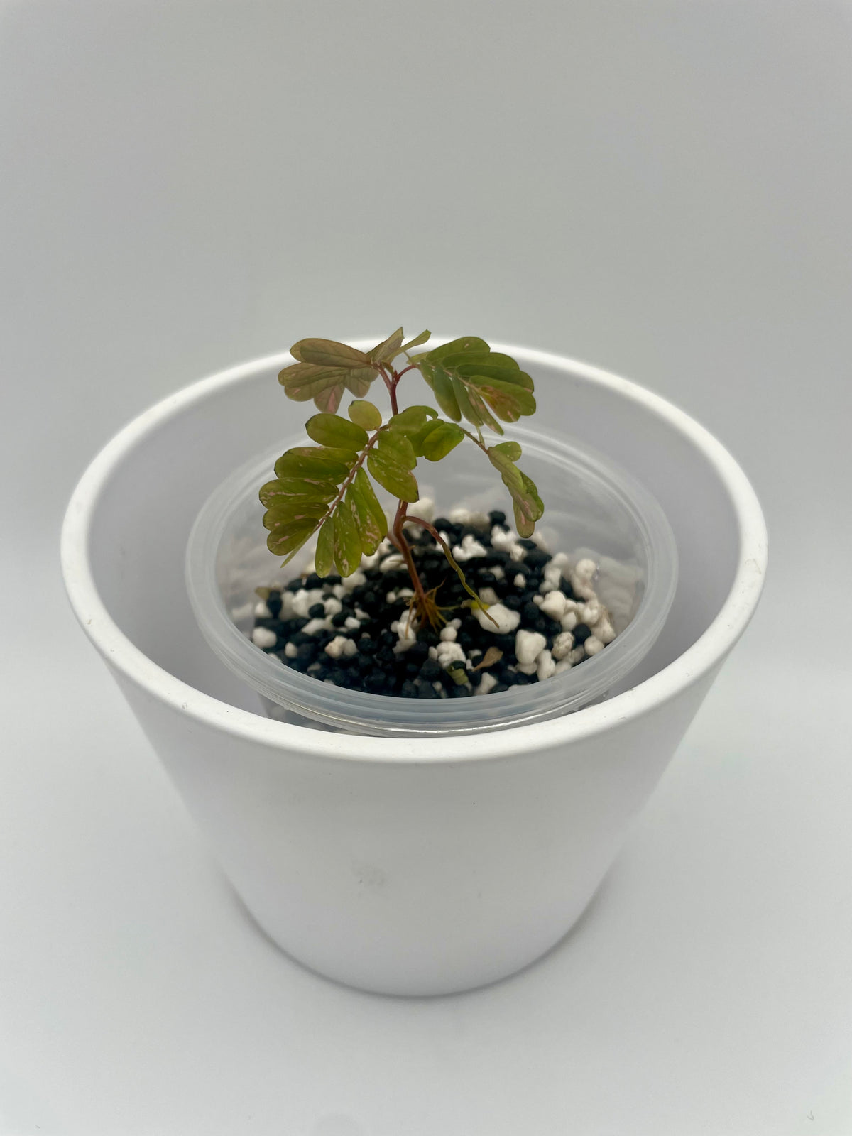 Phyllanthus Urinaria Pink Var. TC