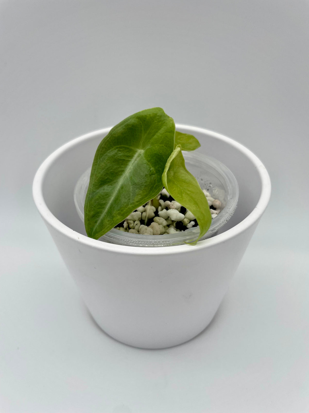 Alocasia Longiloba Purple TC