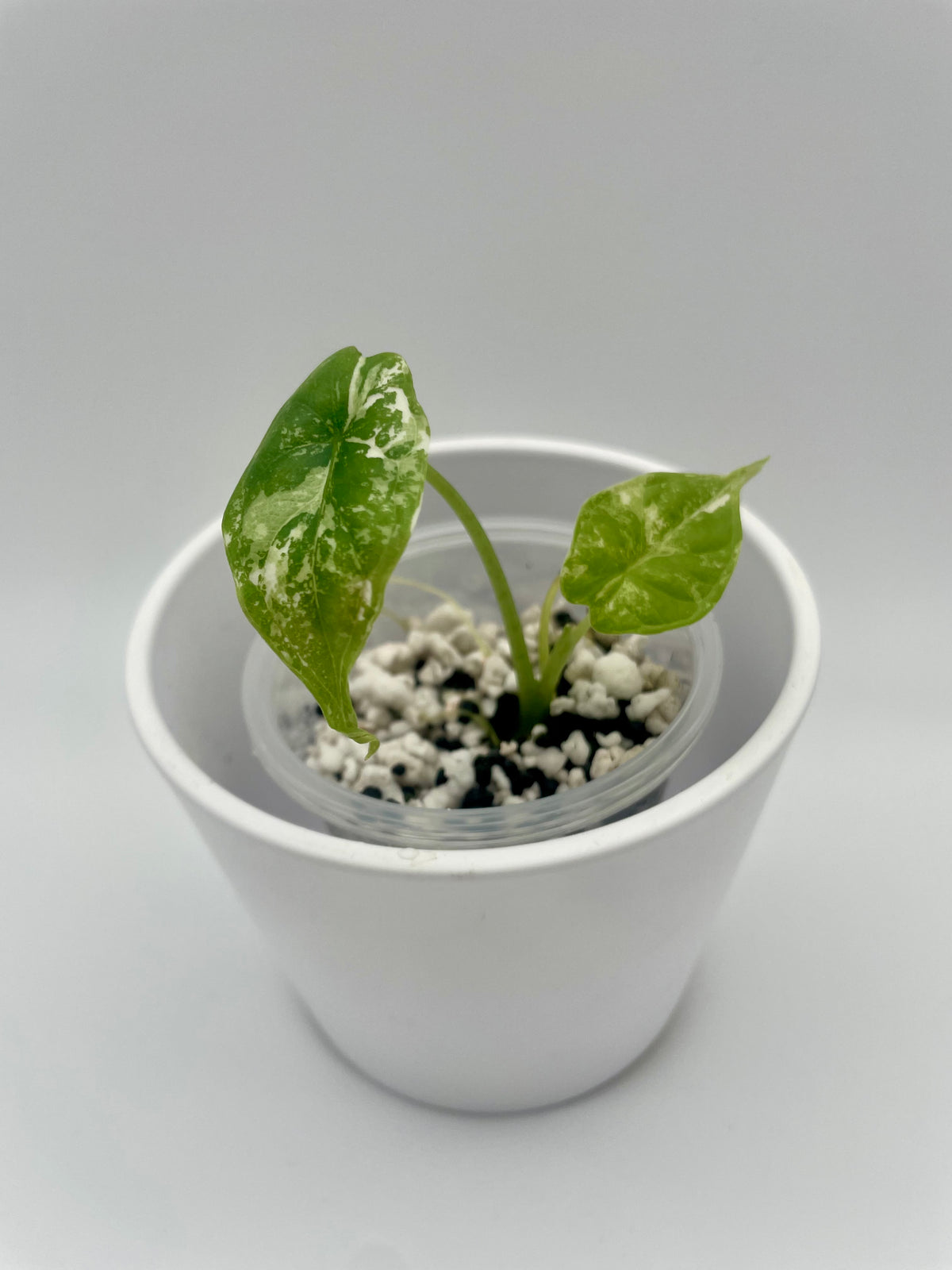 Alocasia Dragon Scale Albo Var. TC