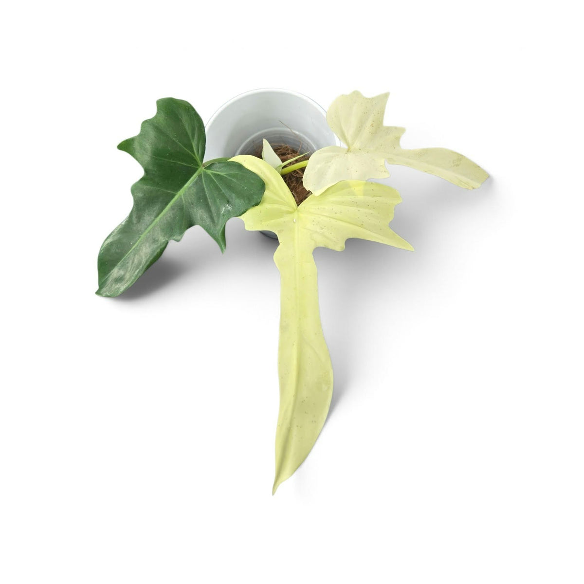 Philodendron Golden Dragon Var