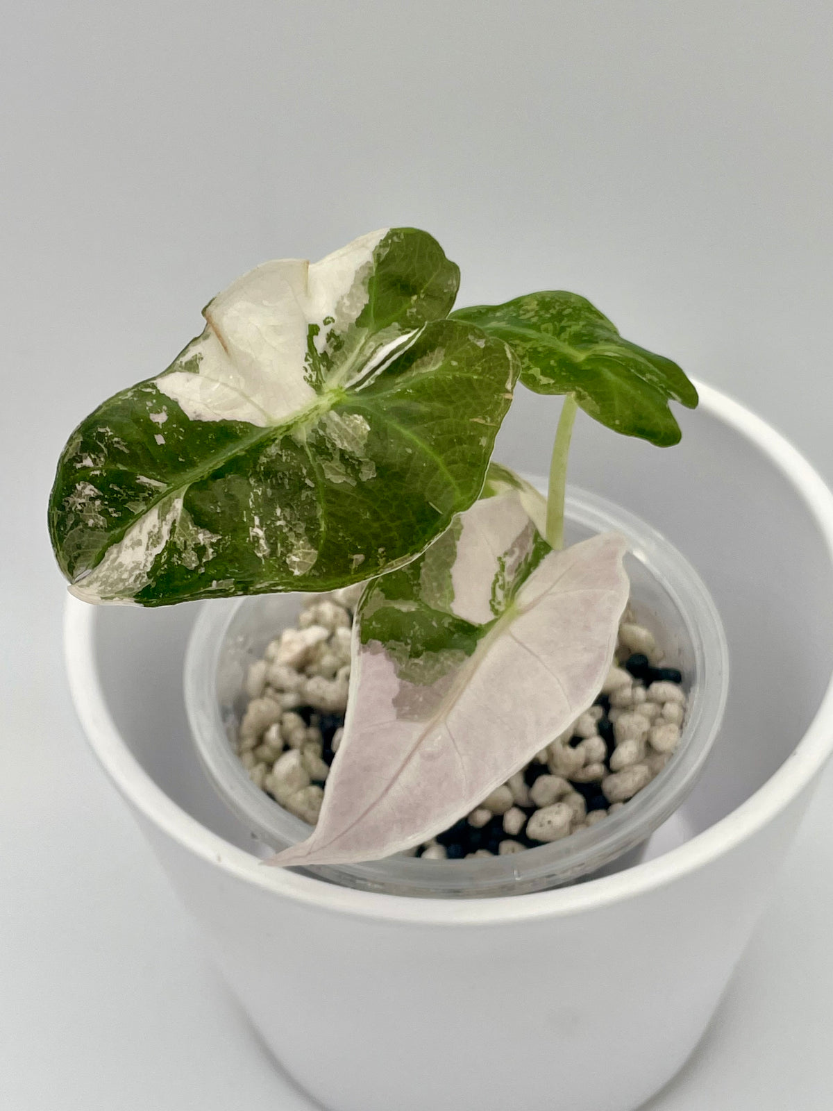 Alocasia Polly Pink Snowflake TC 01