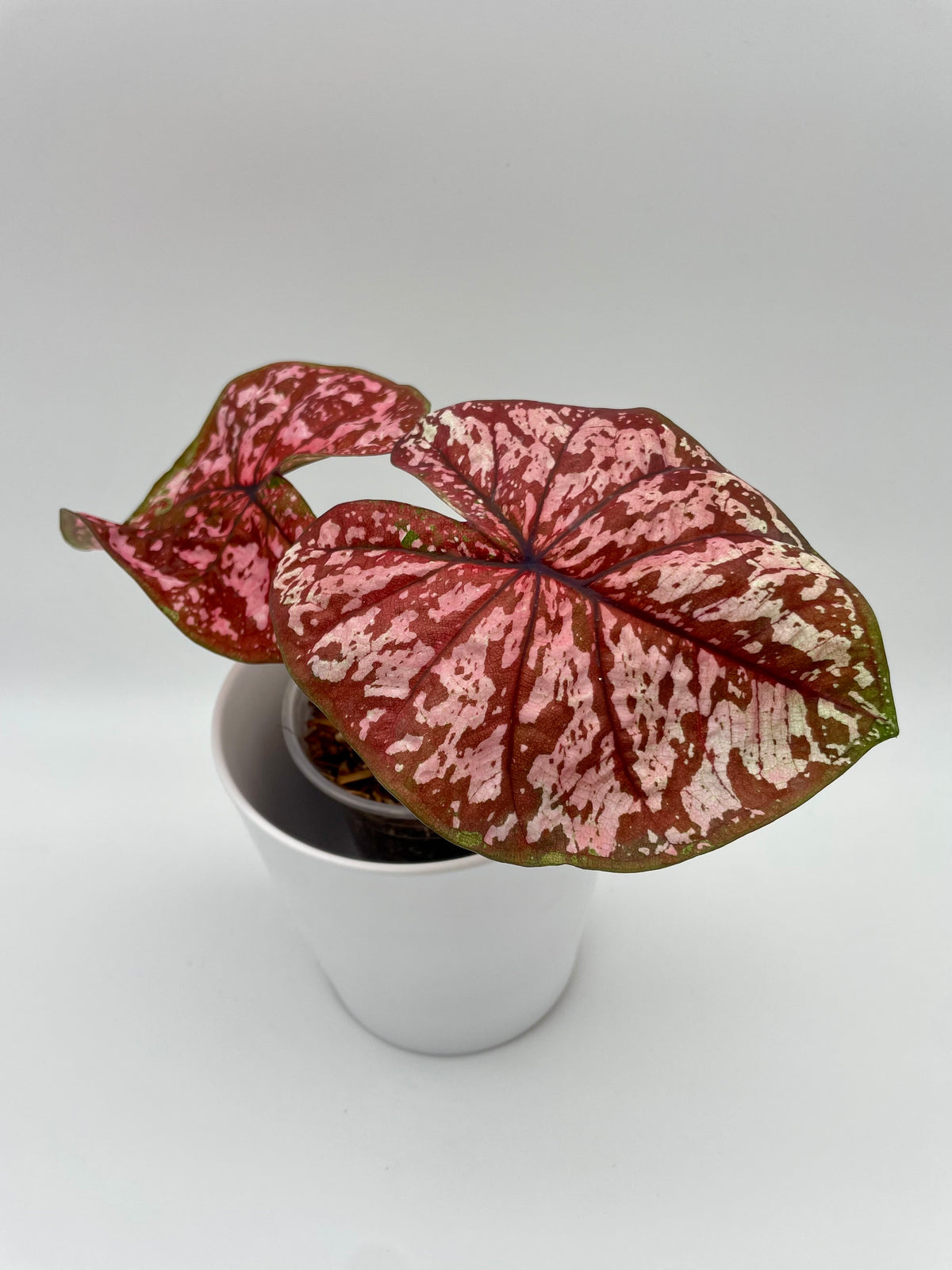 Caladium One In The Universe