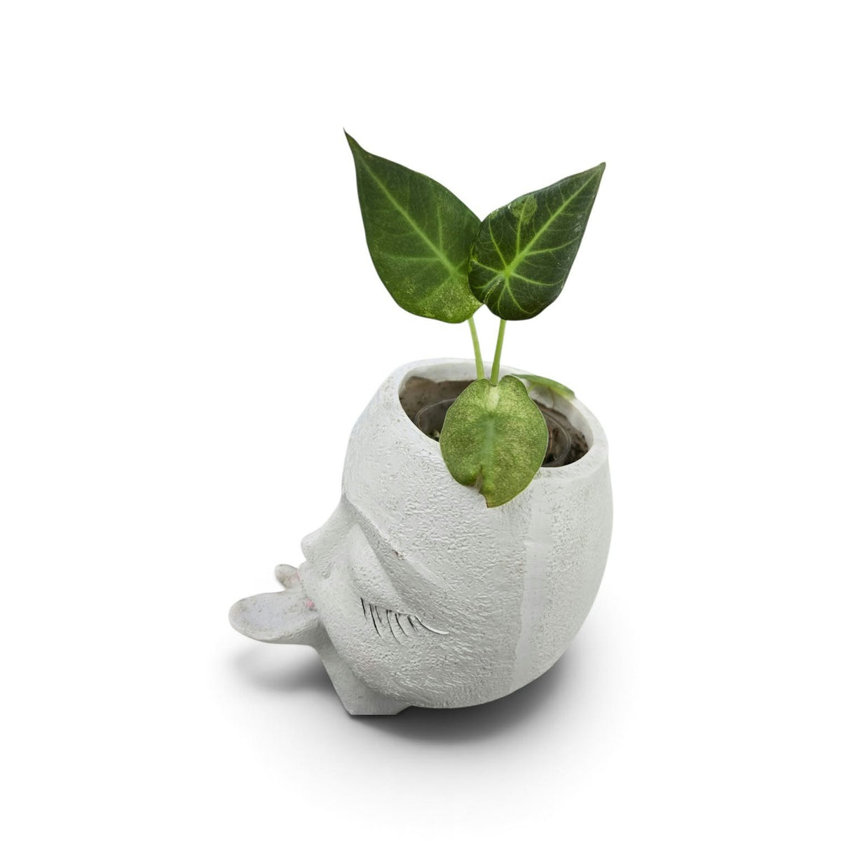 Alocasia Regal Shield mint varigata