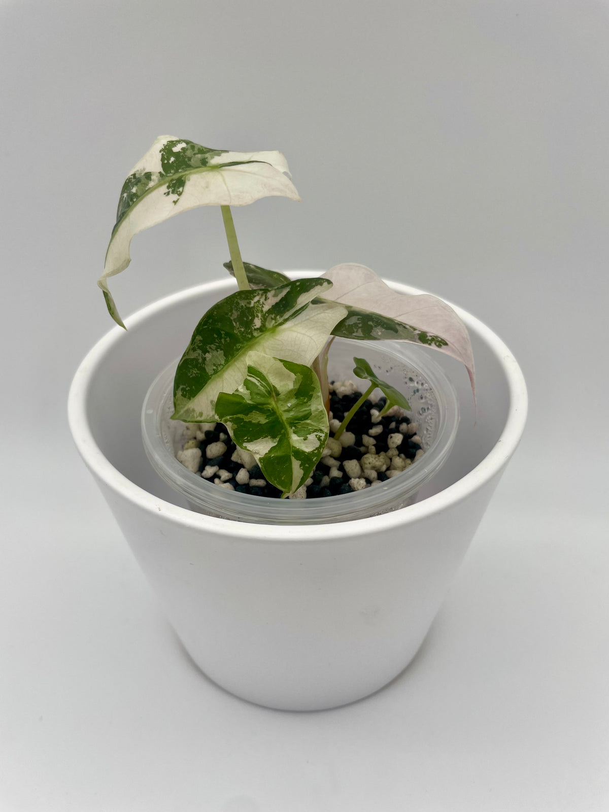 Alocasia Polly Pink Snowflake TC 02