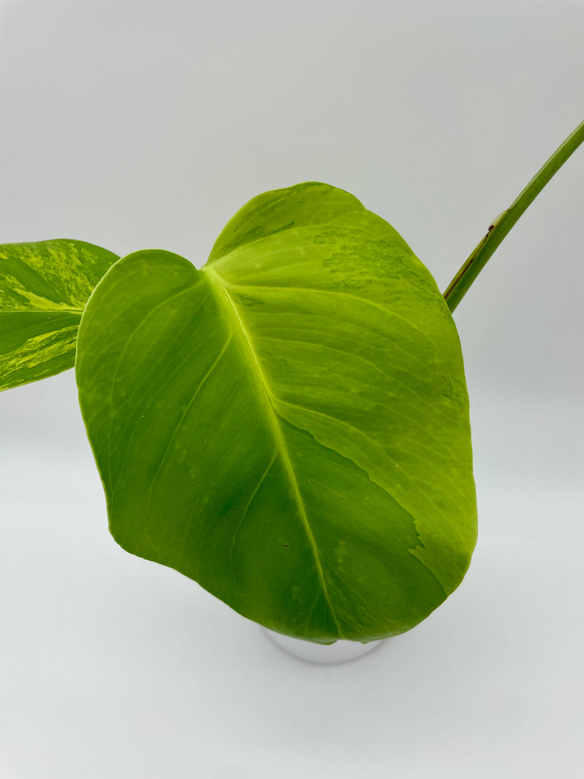 Monstera Aurea Var. 01