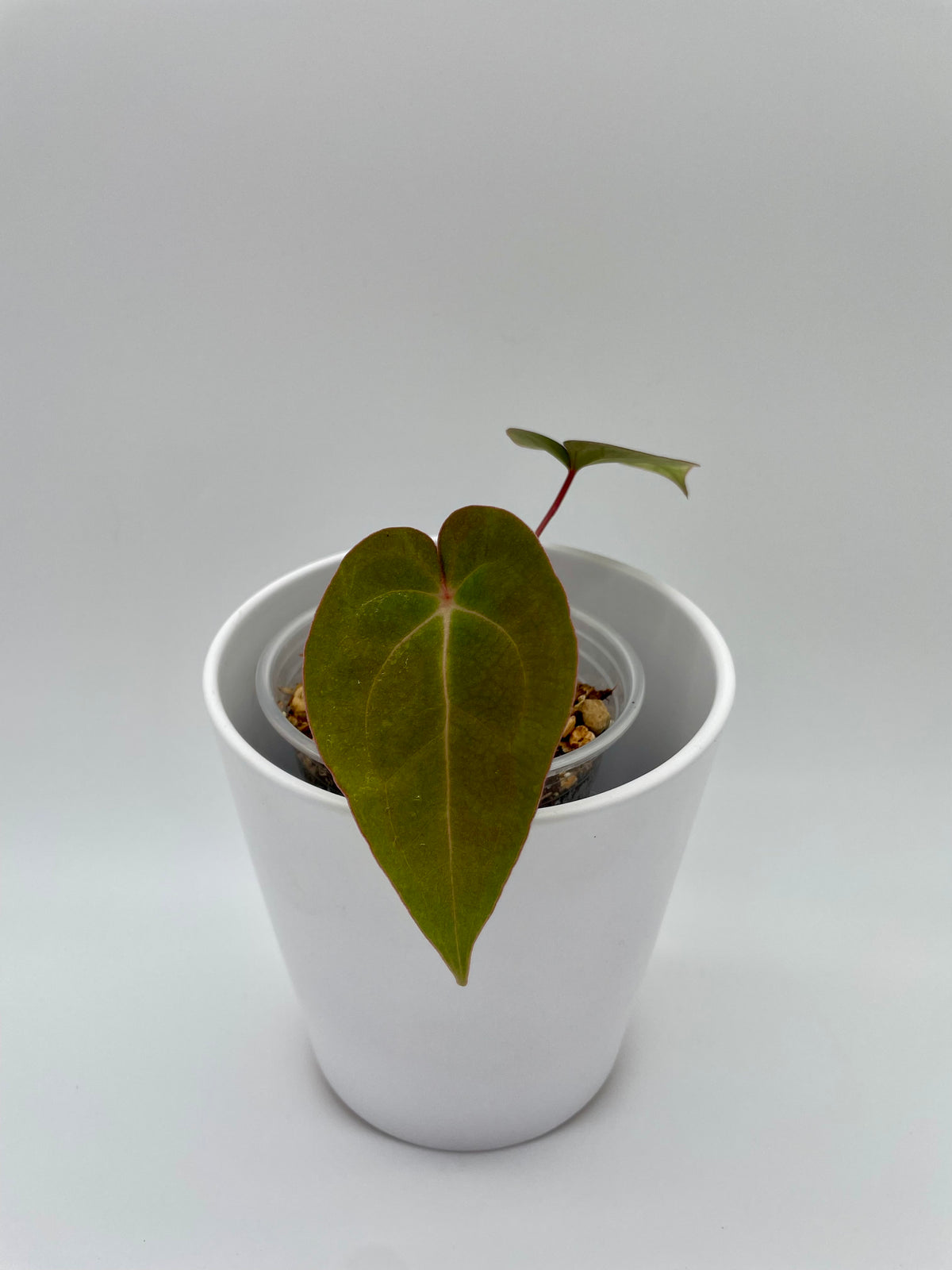 Anthurium Noid Hybrid