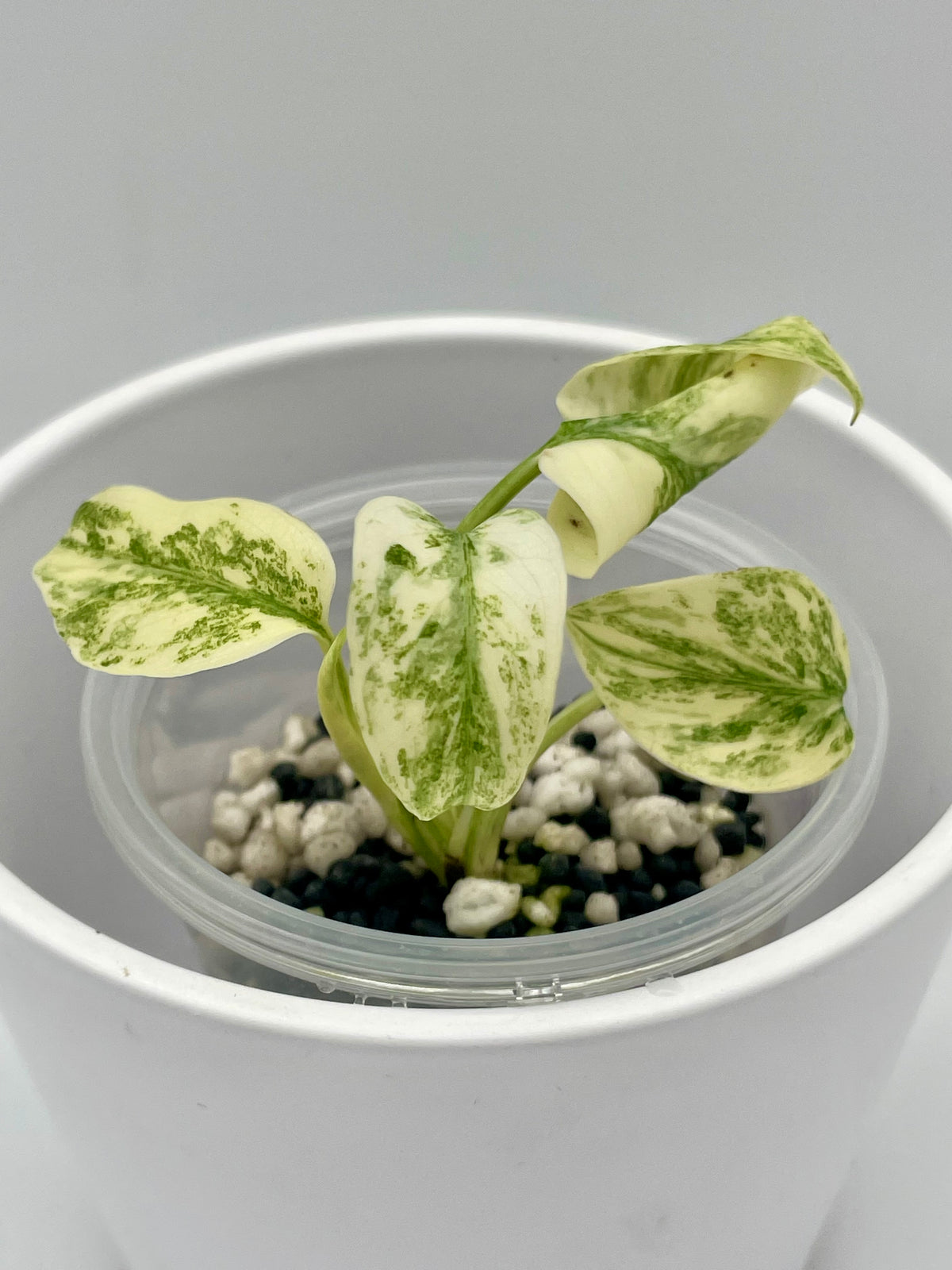 Monstera Legacy Var. TC
