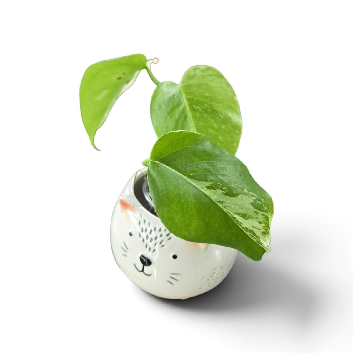 Monstera Borsigiana Albo