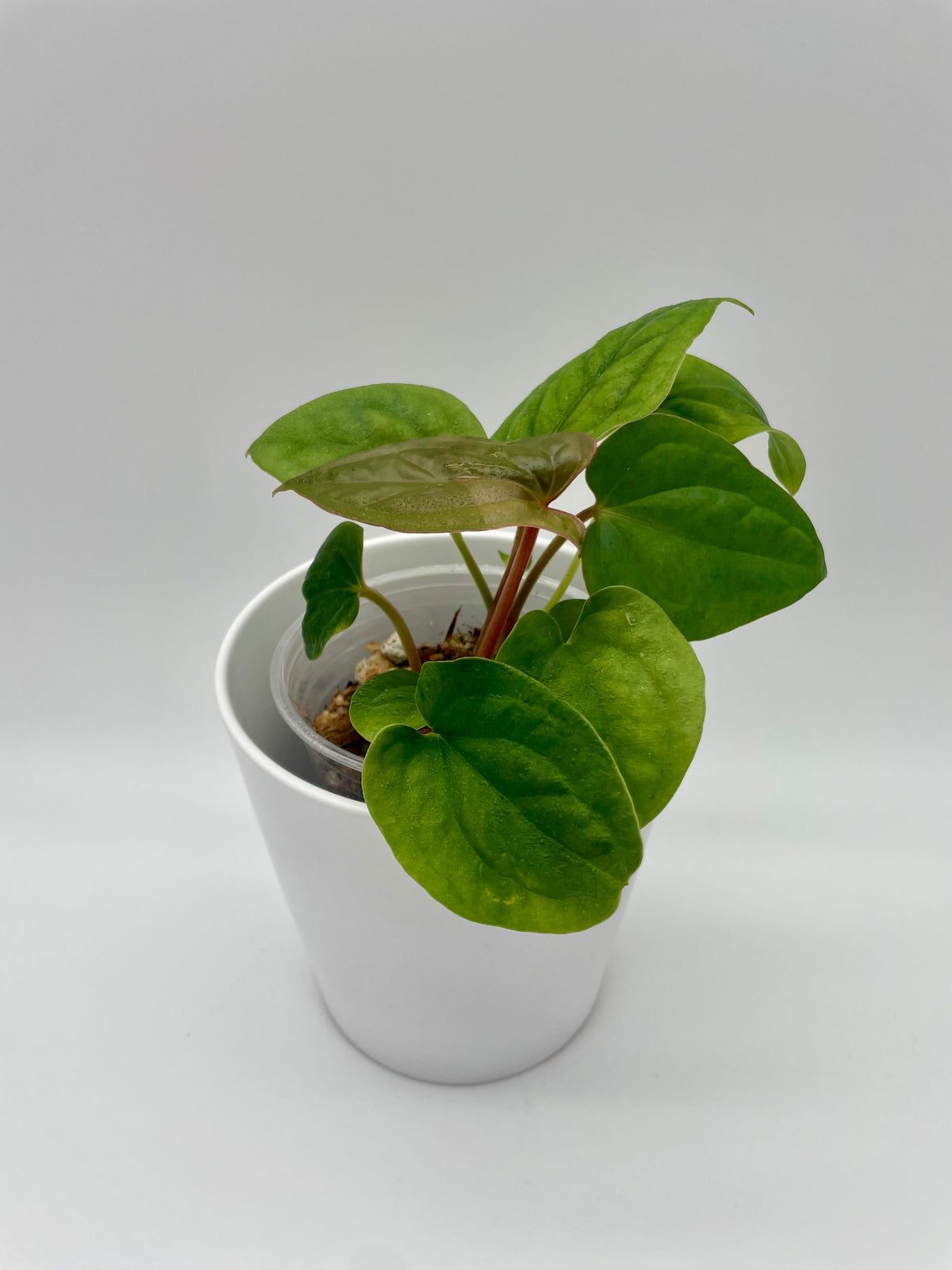 Anthurium Hybrid Dressleri x Luxurians 02