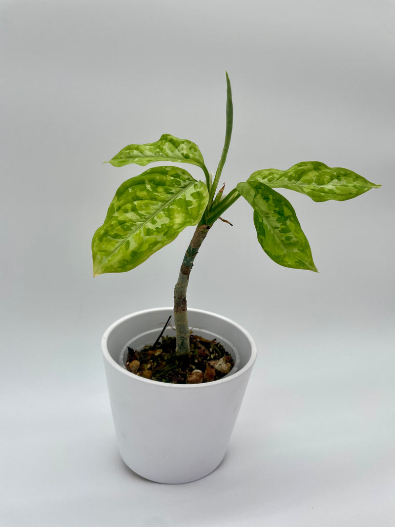Aglaonema Pictum Tricolor