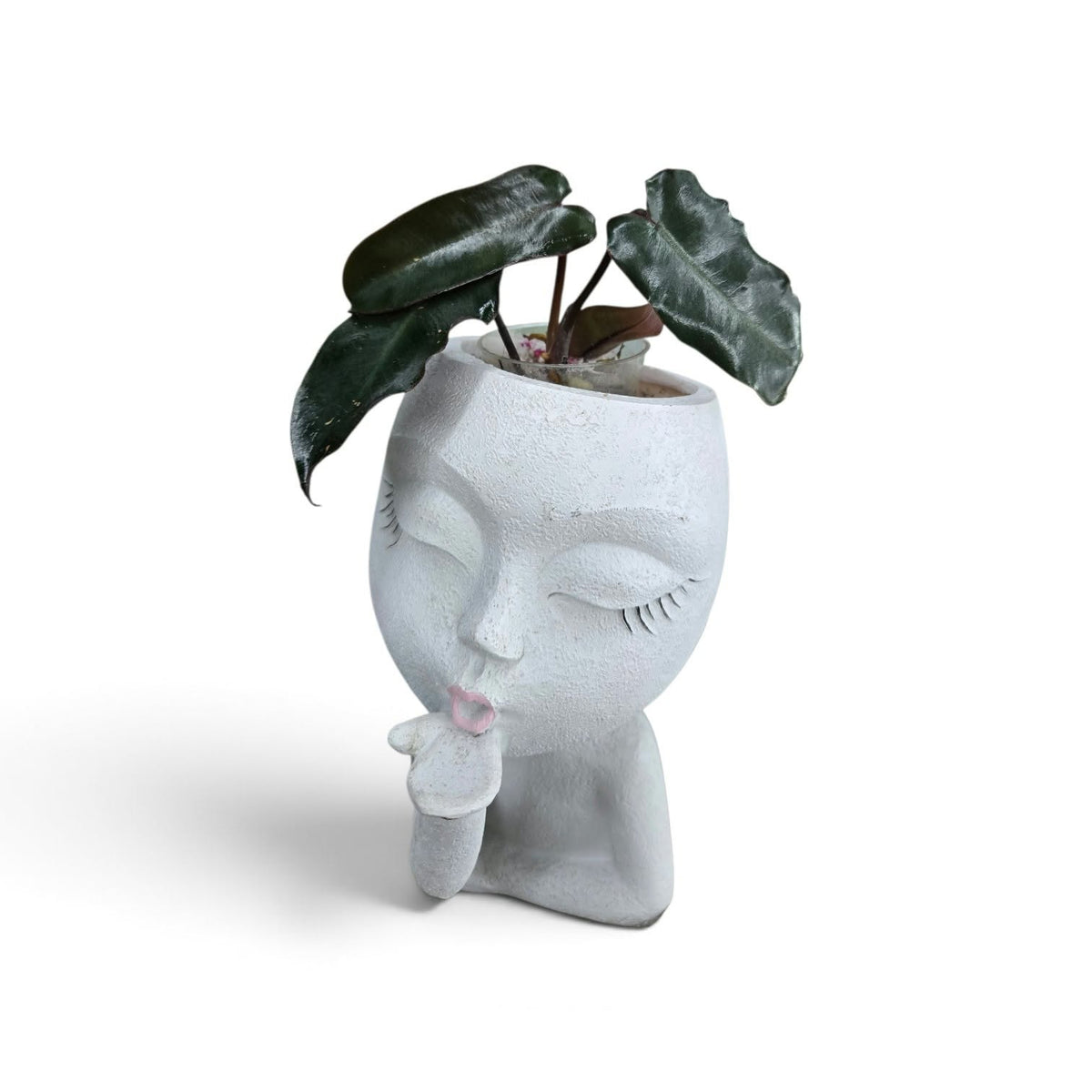 Philodendron Black Billitae