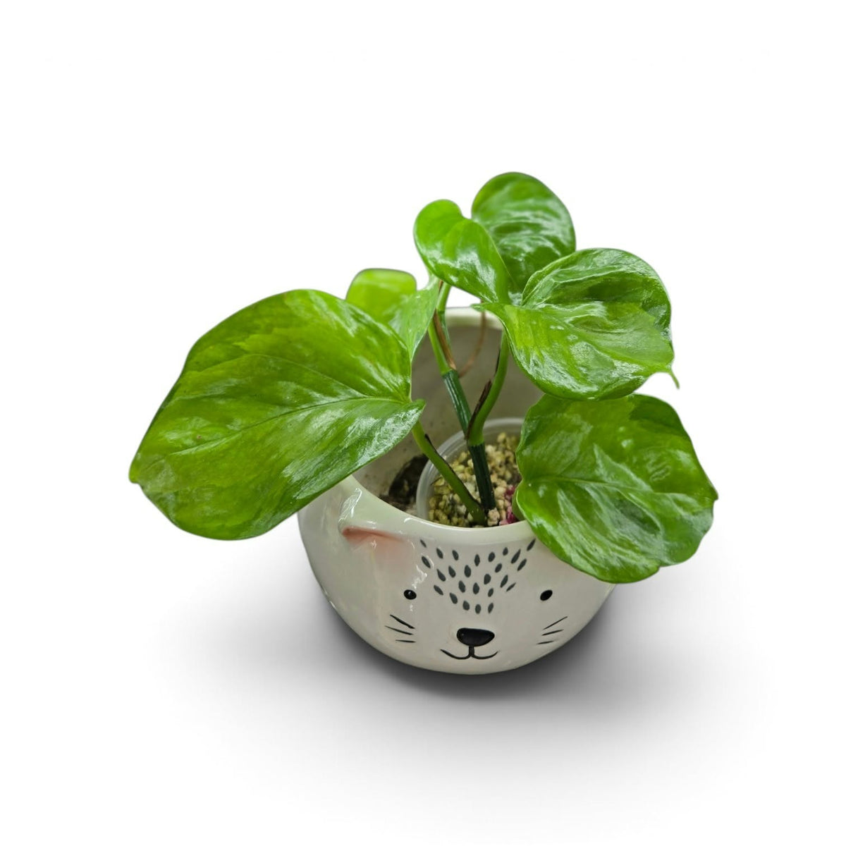 Epipremnum aureum majula olivia