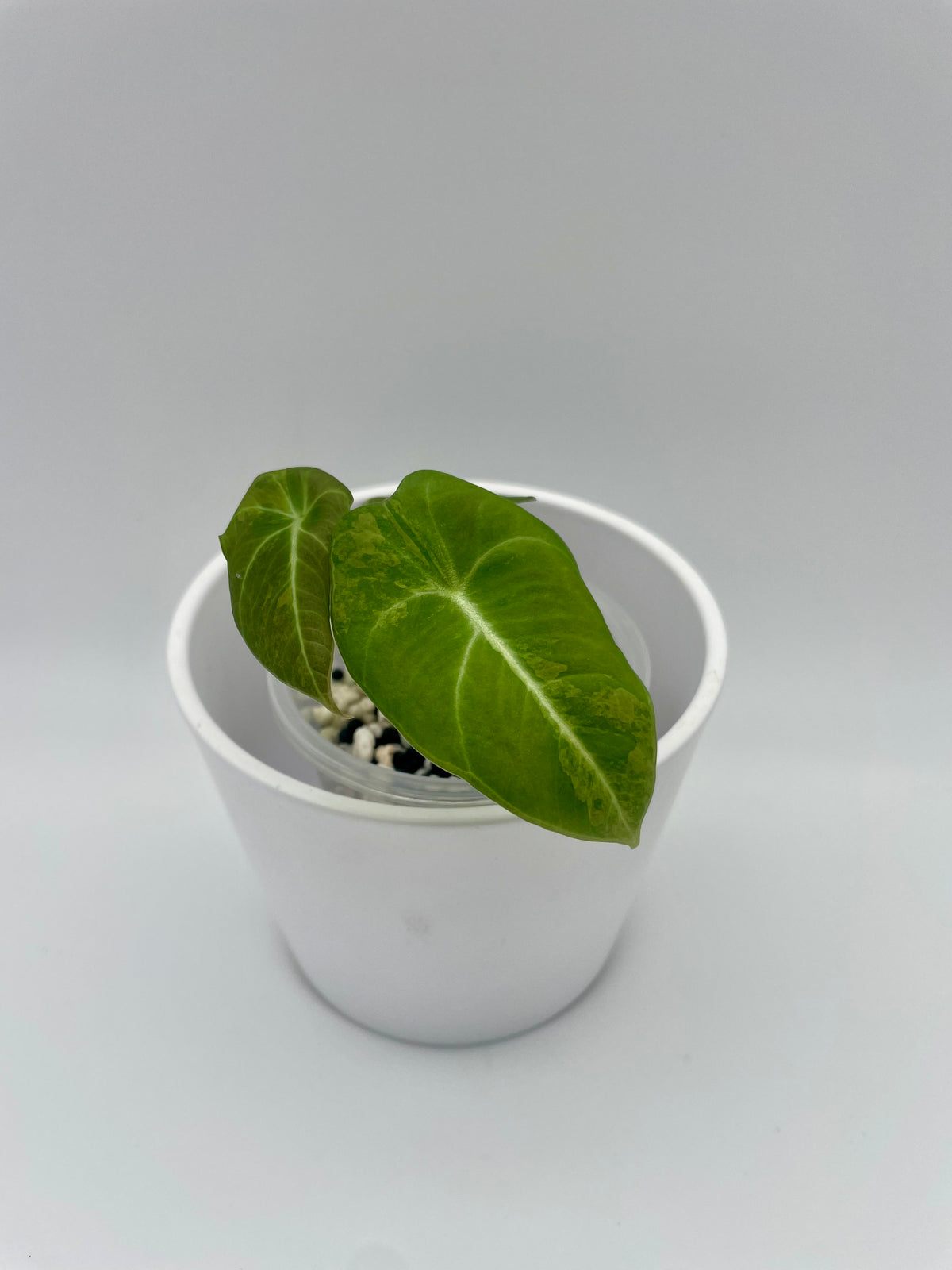 Alocasia Black Velvet Gold Var. TC 02