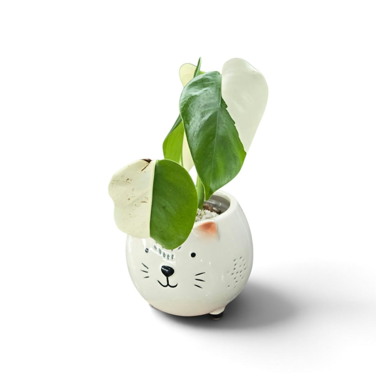 Monstera Borsigiana Albo