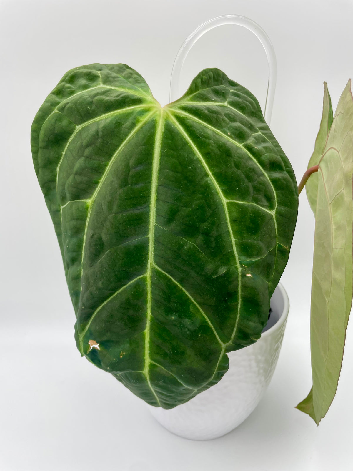 Anthurium Besseae aff x Crystallinum.