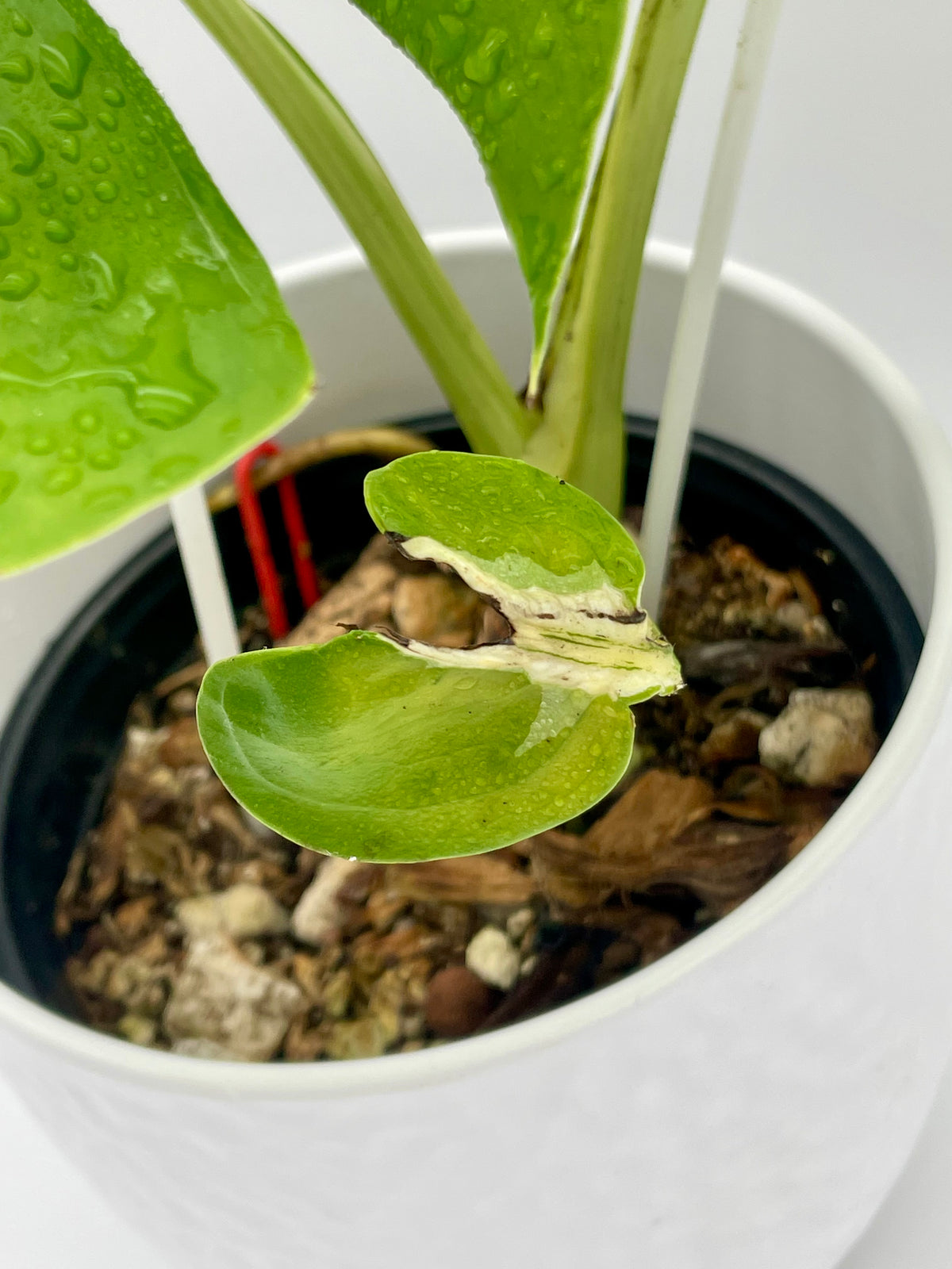 Monstera White Lava