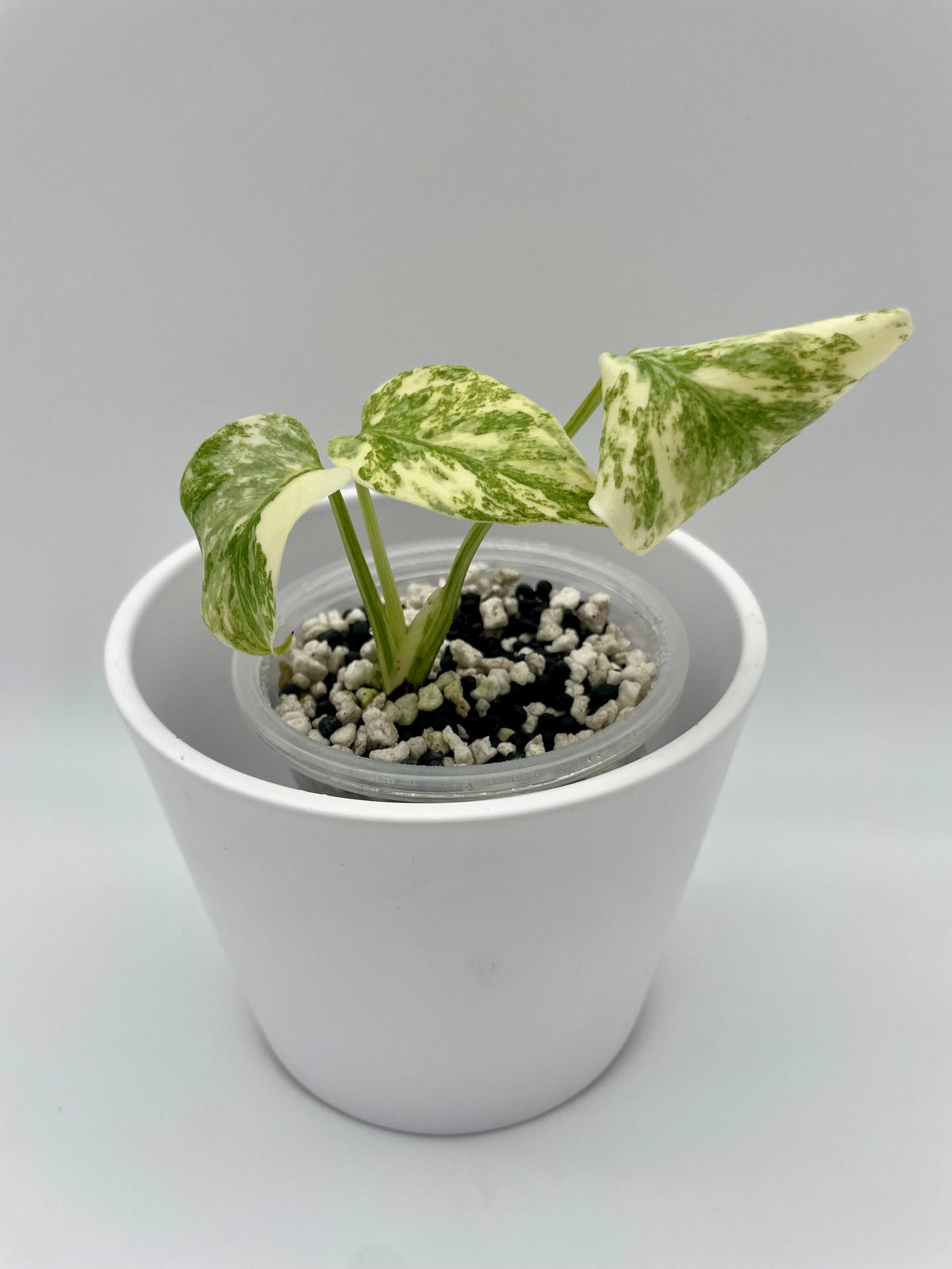 Monstera Legacy Var. TC 03