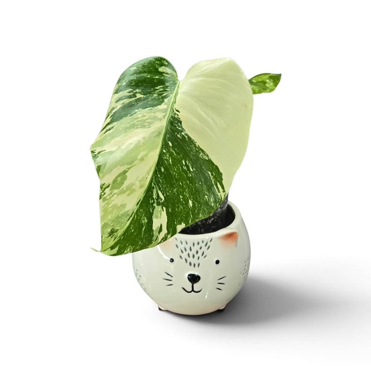 Monstera Borsigiana Albo
