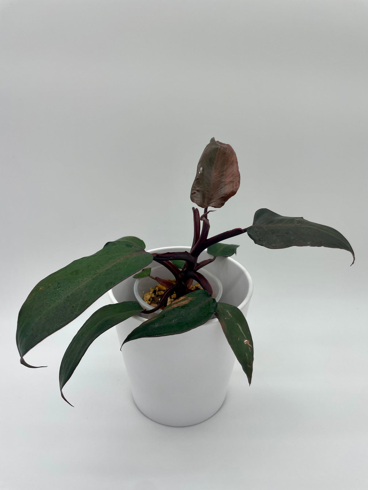 Philodendron Strawberry Shake (revert) 01
