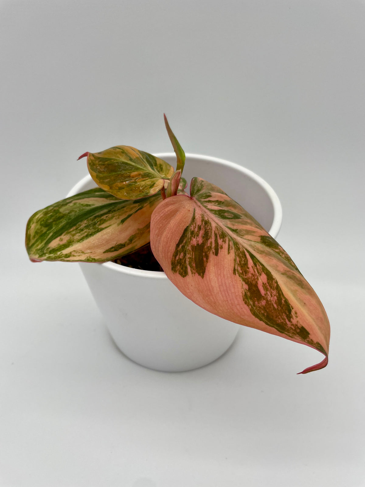Philodendron Micans Var.