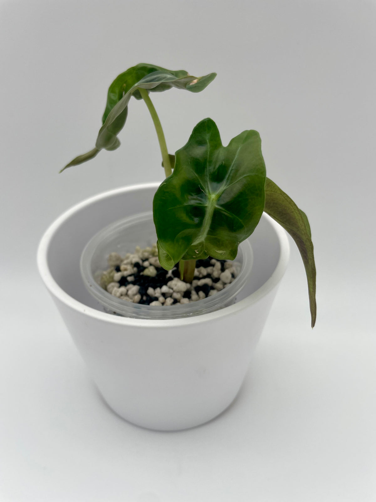 Alocasia Venom TC 02